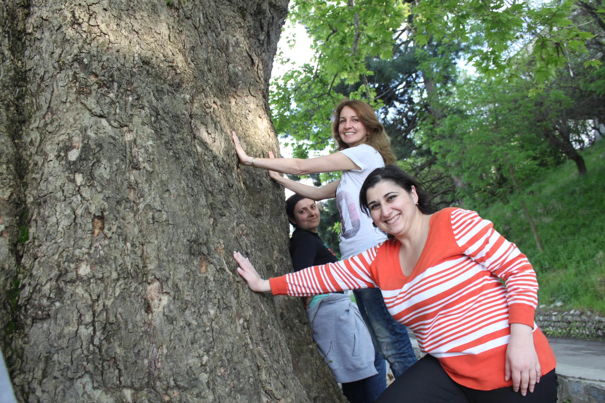 Платан наш друг