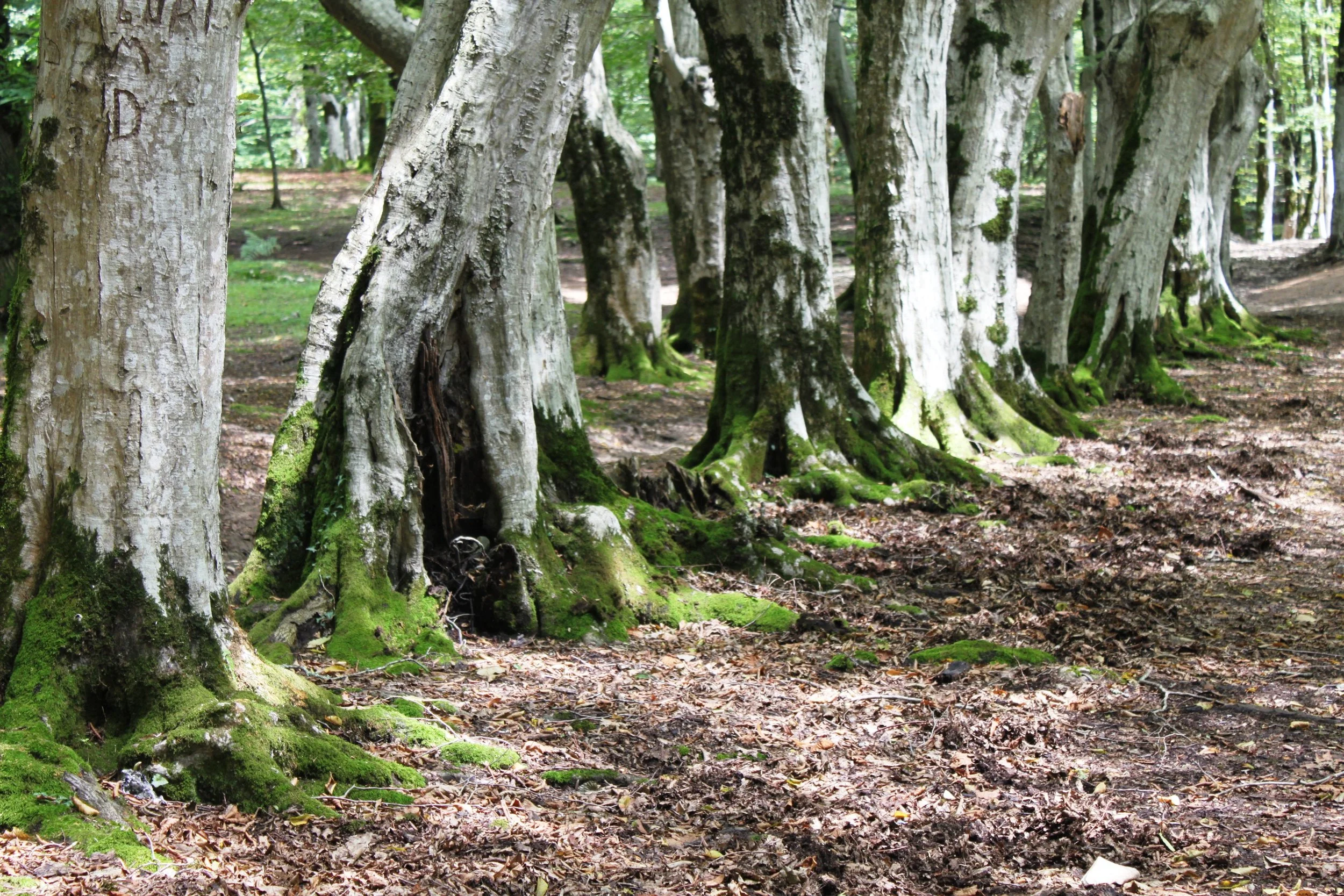 Поместье князей Дадиани