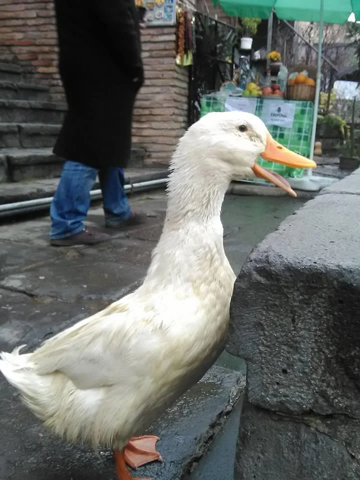 Зовите его просто Вася