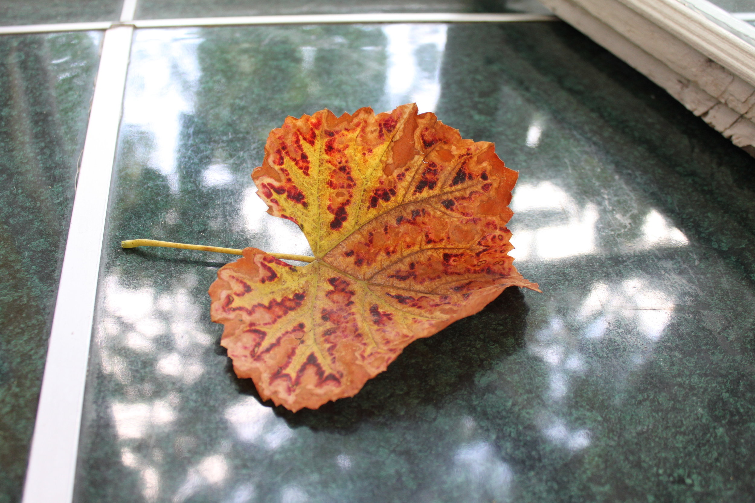 У СЧАСТЬЯ БЫЛ ЗАПАХ глава 4