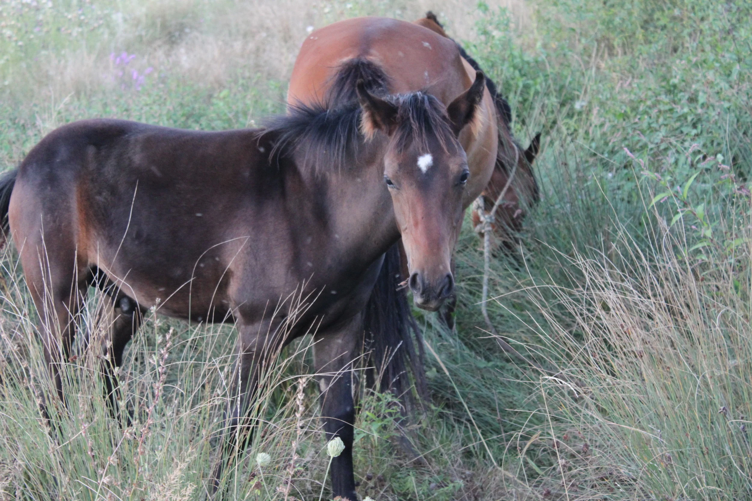 Ребята, жеребята и их мамы
