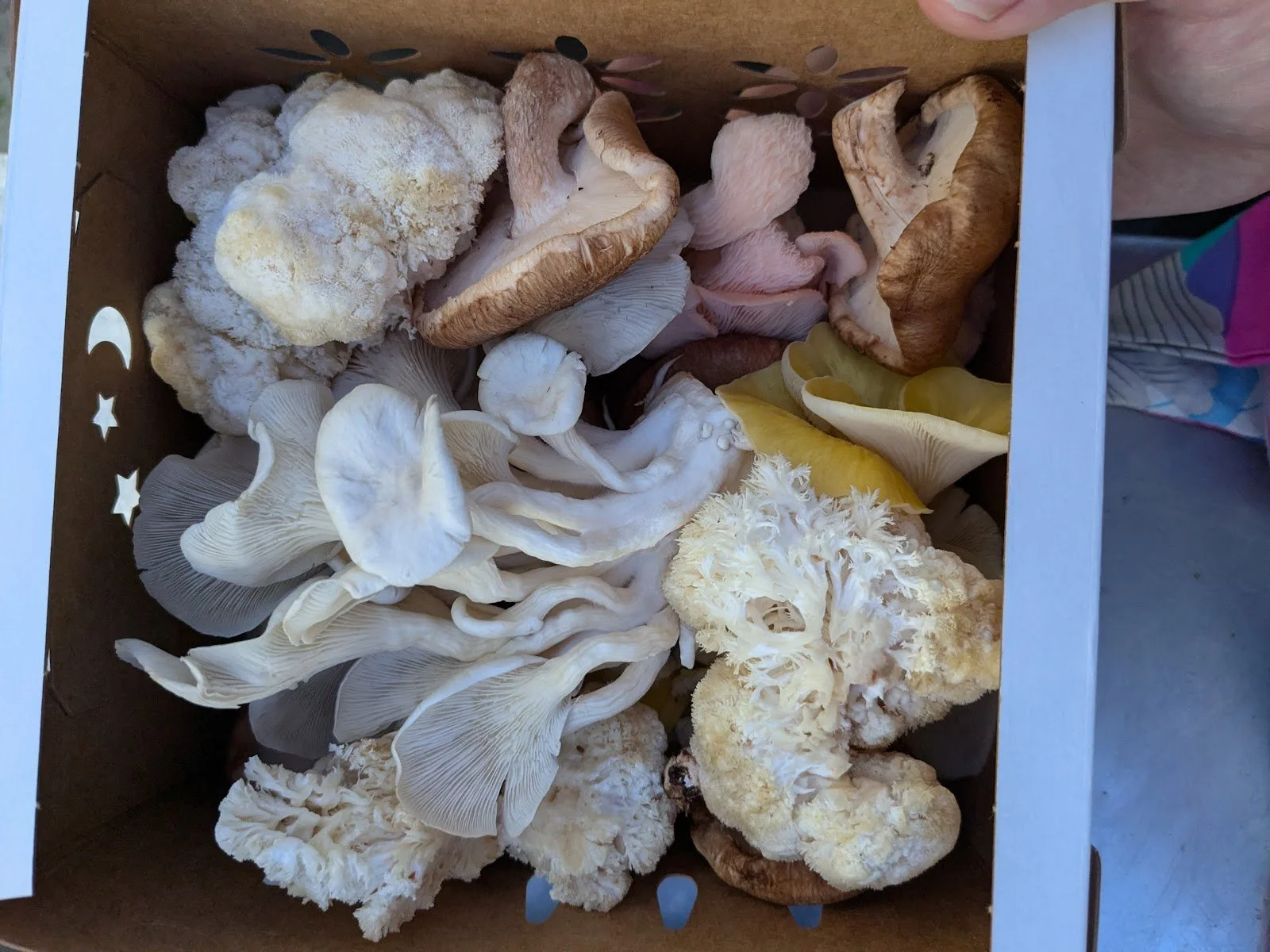 Big Apple Fungi mushrooms.jpg