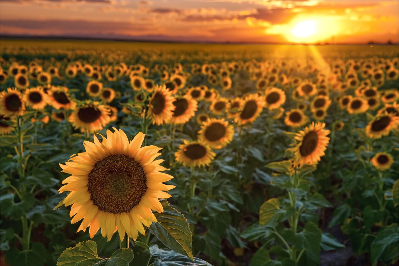 Creekside Concert Series - w/ Jason Redman