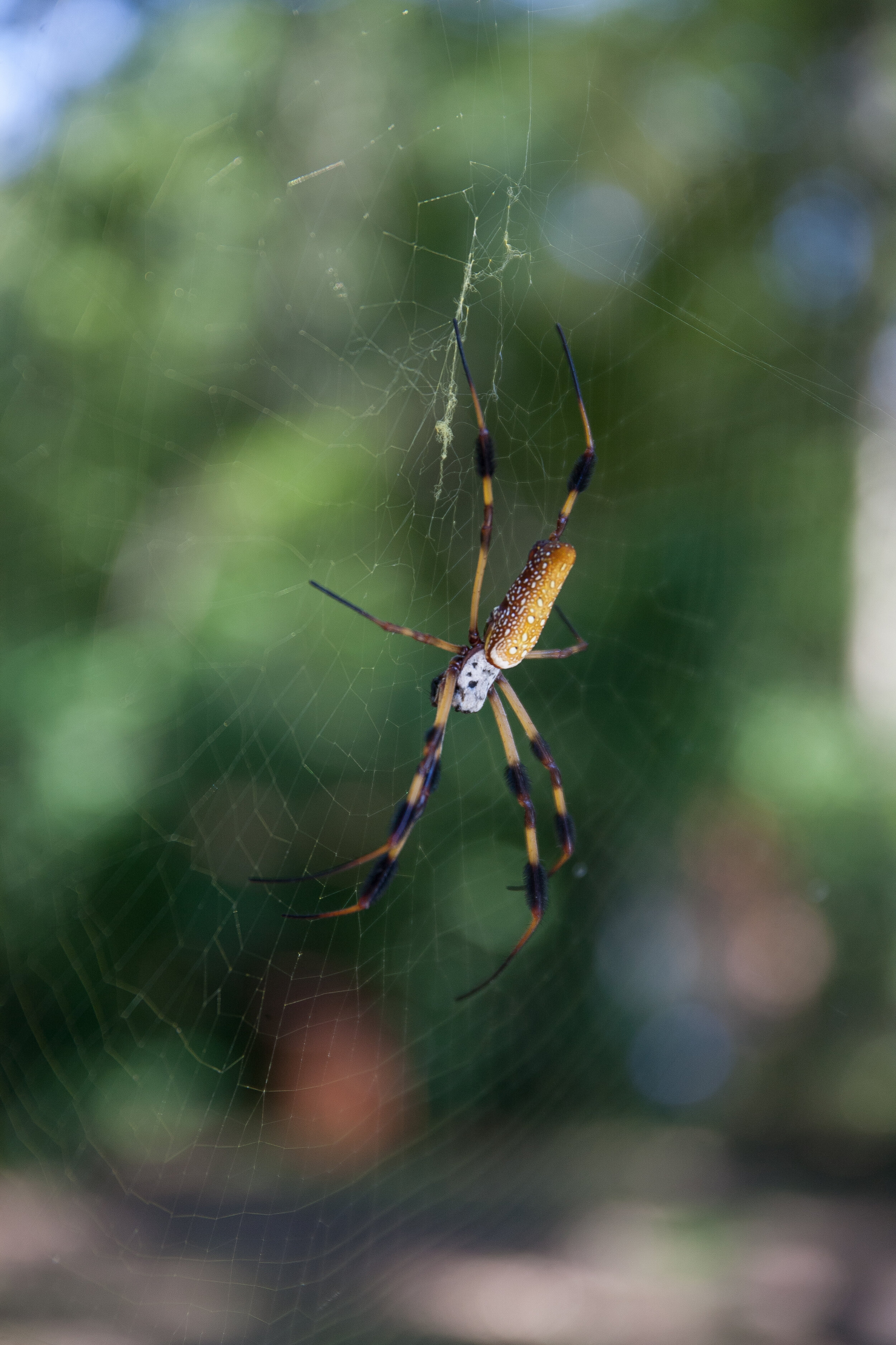 Spider.jpg