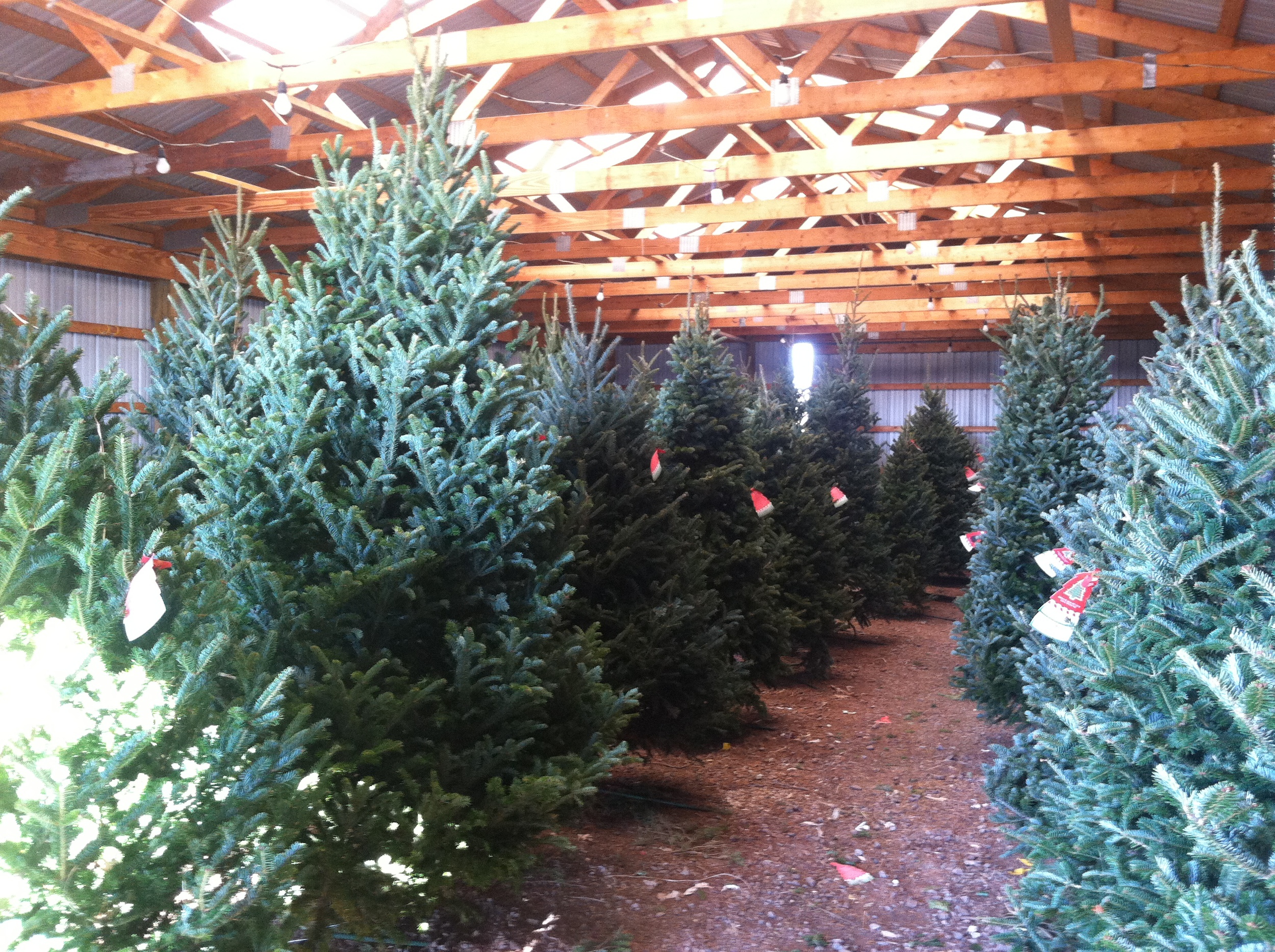 Trees & Wreaths — Haring Tree Farms