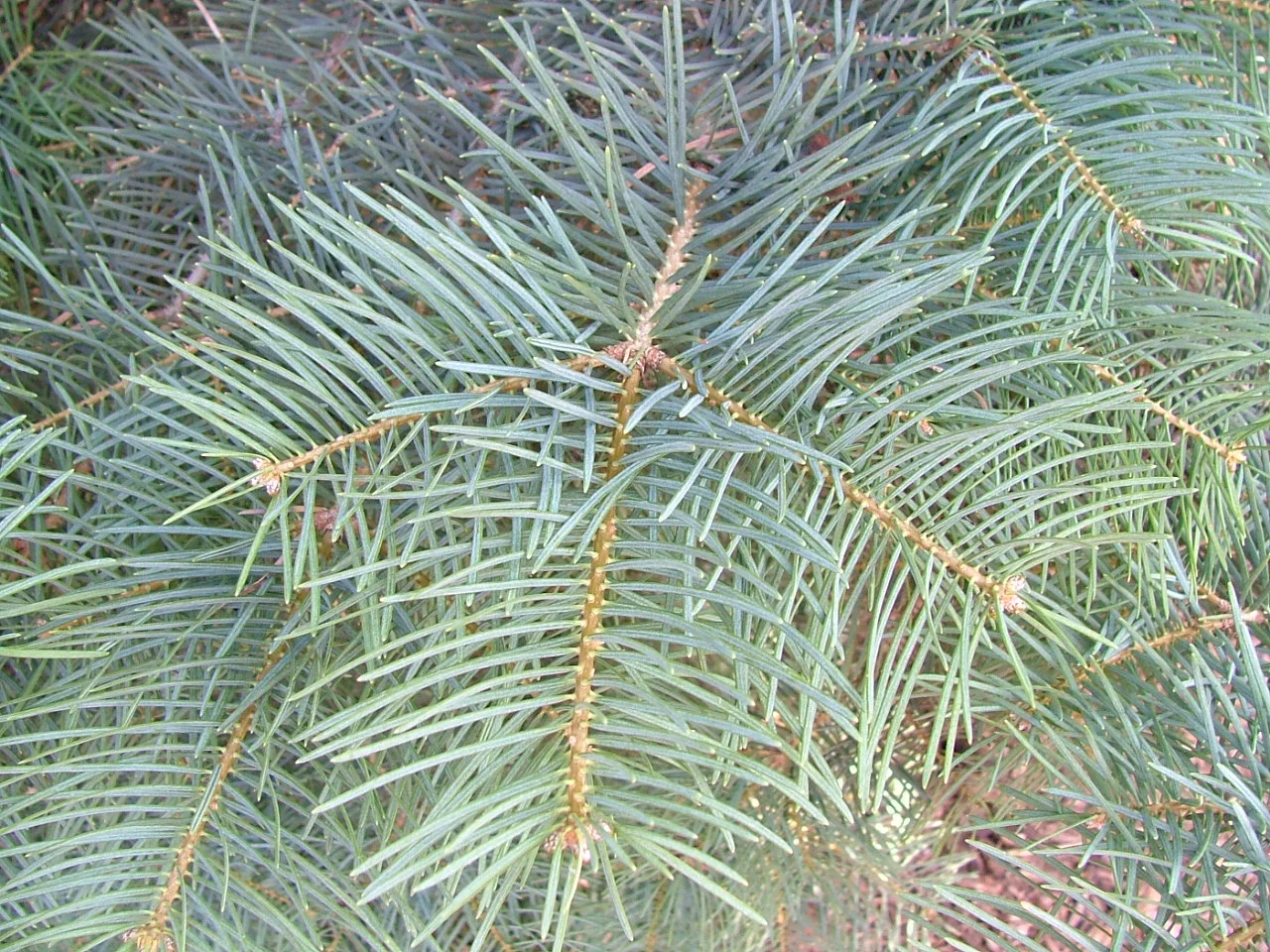 Concolor branch.jpg