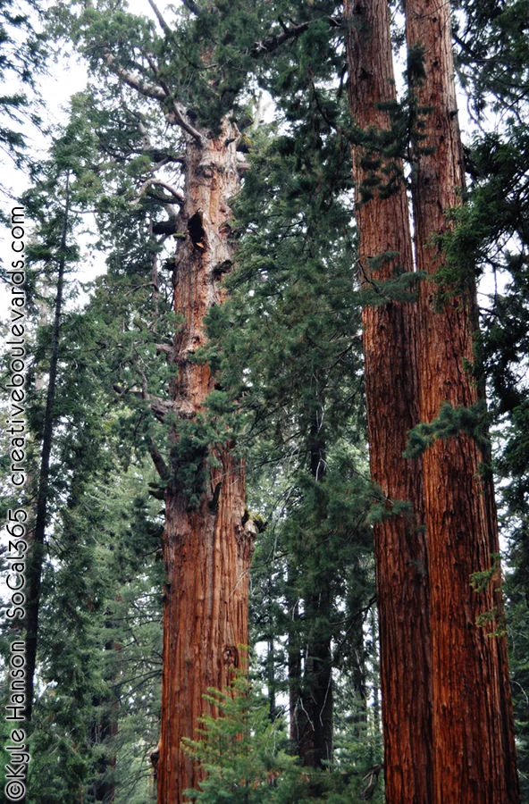 KyleHanson_CreativeBoulevardsgeneral sherman tree 4.jpg