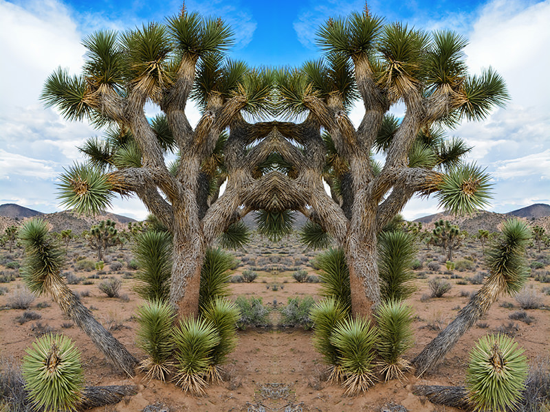 Kyle_Hanson_Creative_Boulevards_National_Park_Mirrors_DSC_0663 2.jpg