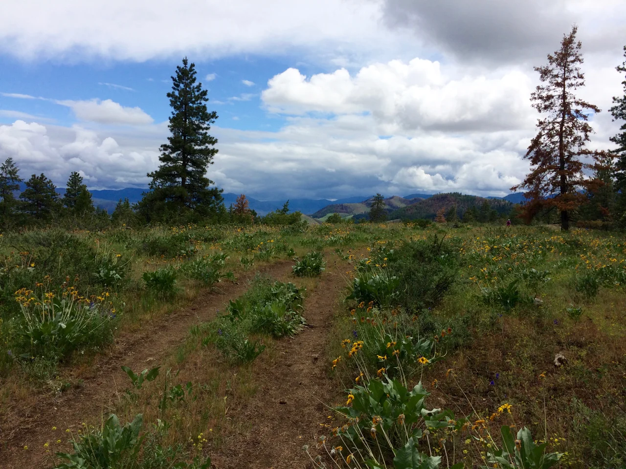 Sun Mountain 50mi - 2016