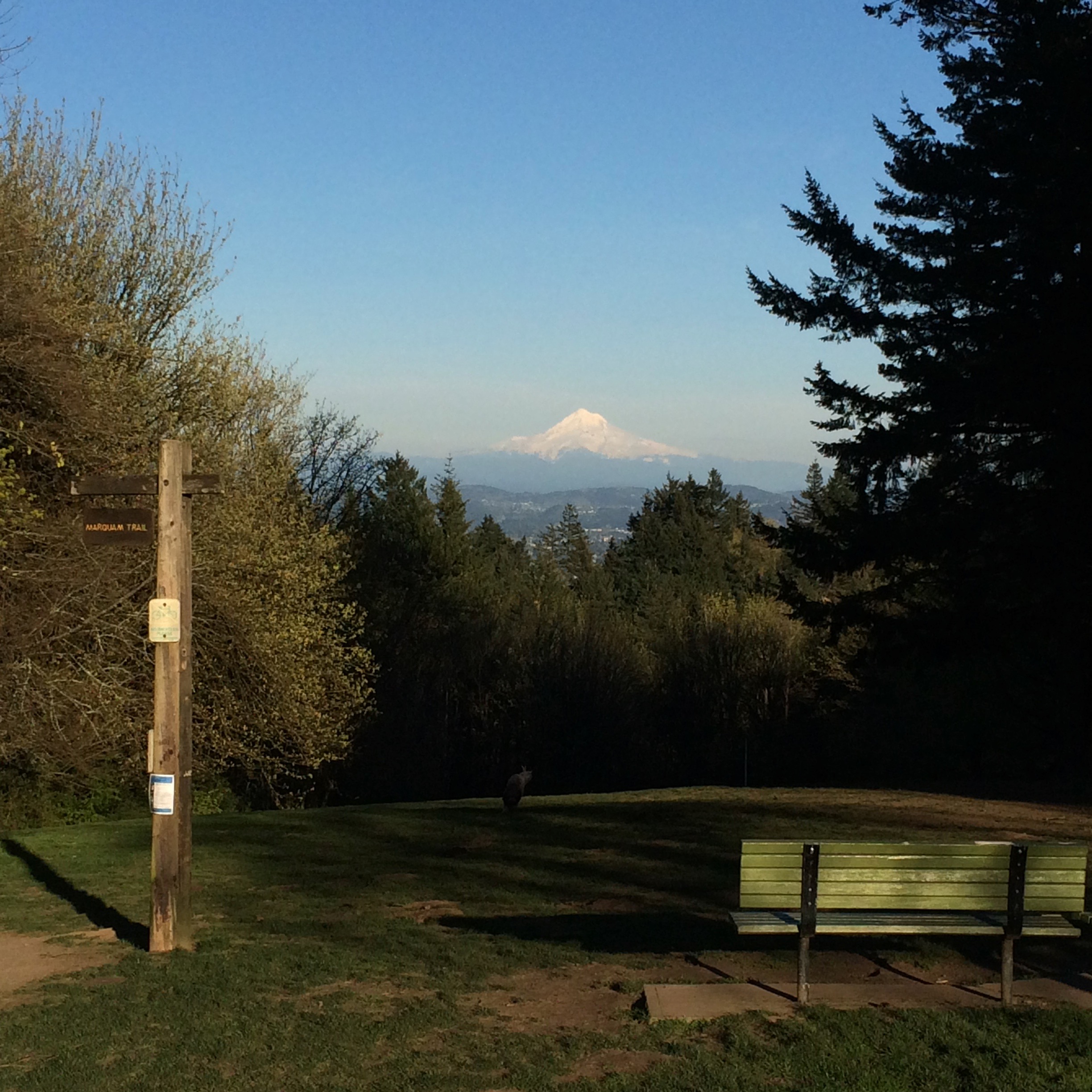 Mt. Hood from Council Crest. This photo was also not taken yesterday. We could barely see downtown through the clouds yesterday. 