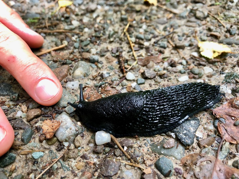 Black Slug!