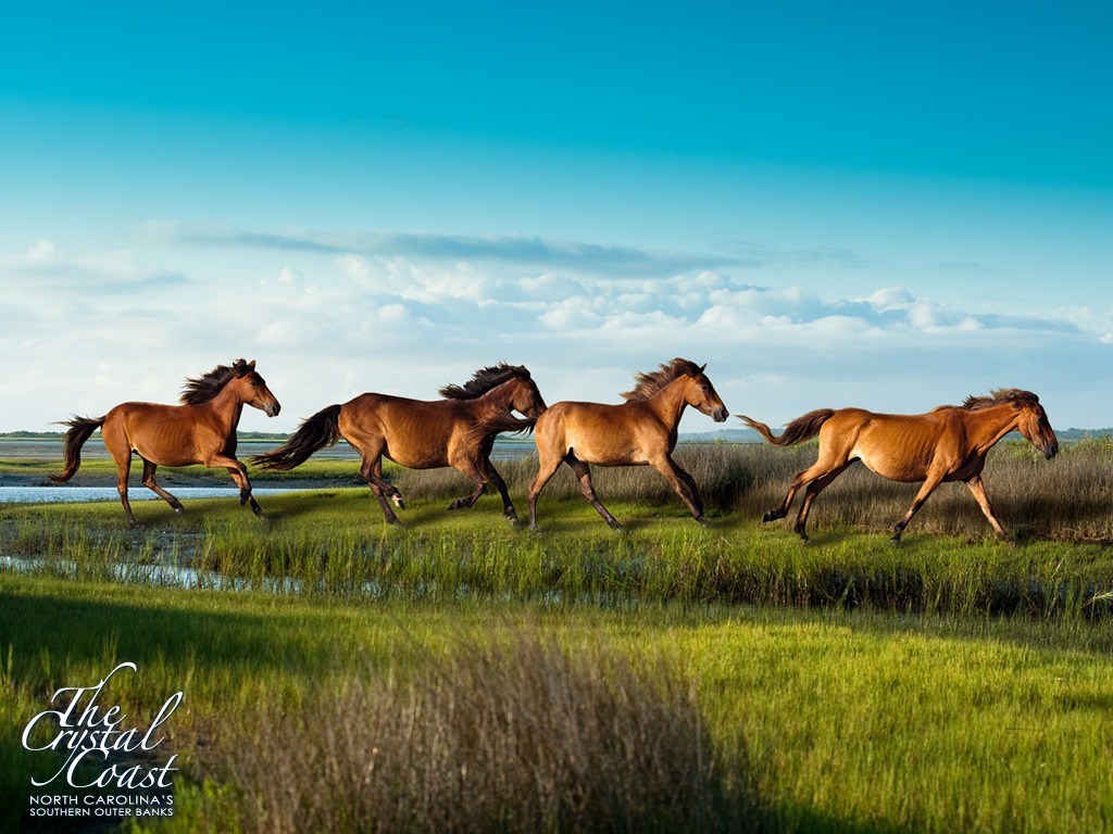 Crystal Coast Horses.jpg