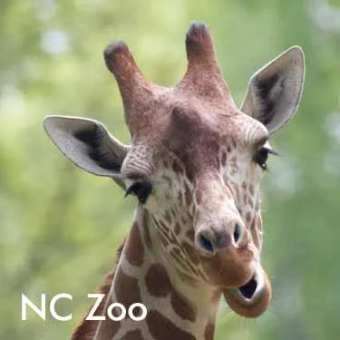 Zoo giraffe.jpg