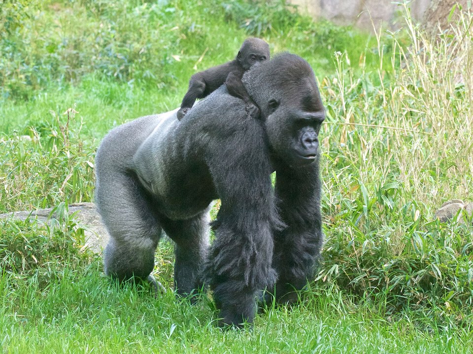 Zoo gorilla.jpg