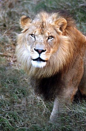 Zoo lion.jpg