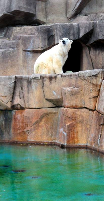 Zoo polar bear.jpg