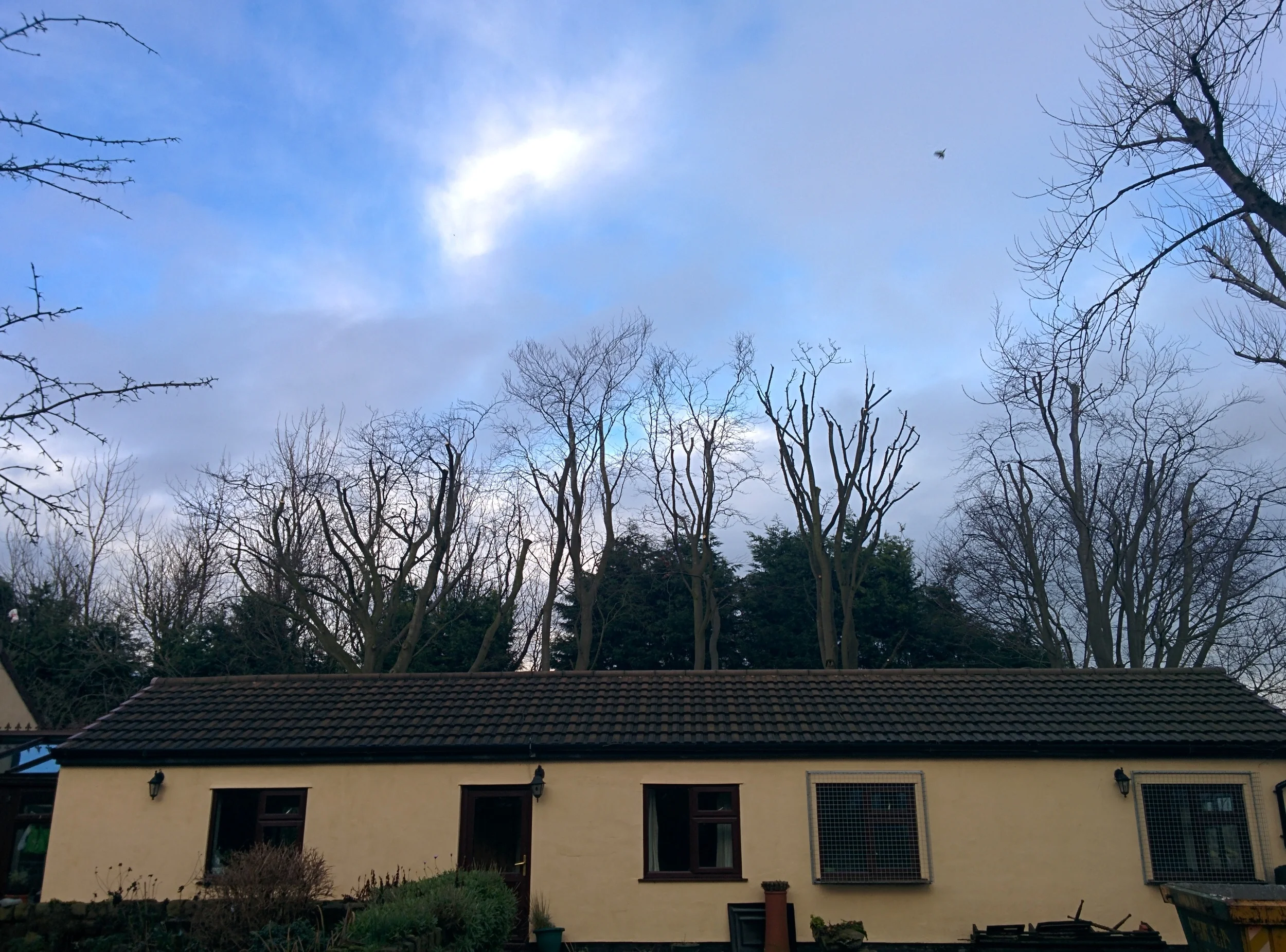 Tree Pruning, Bickerstaff.
