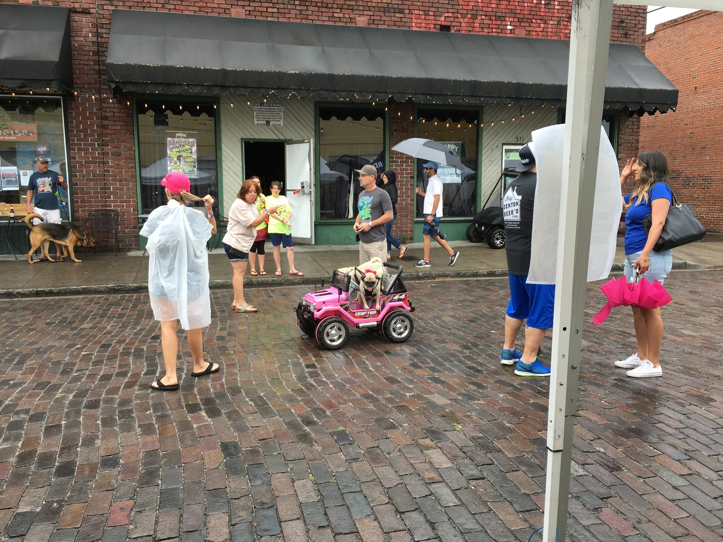 Pugs driving down the street in a pink Jeep!?