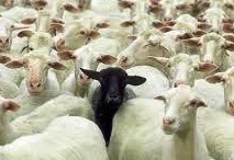 Black Sheep.jpg