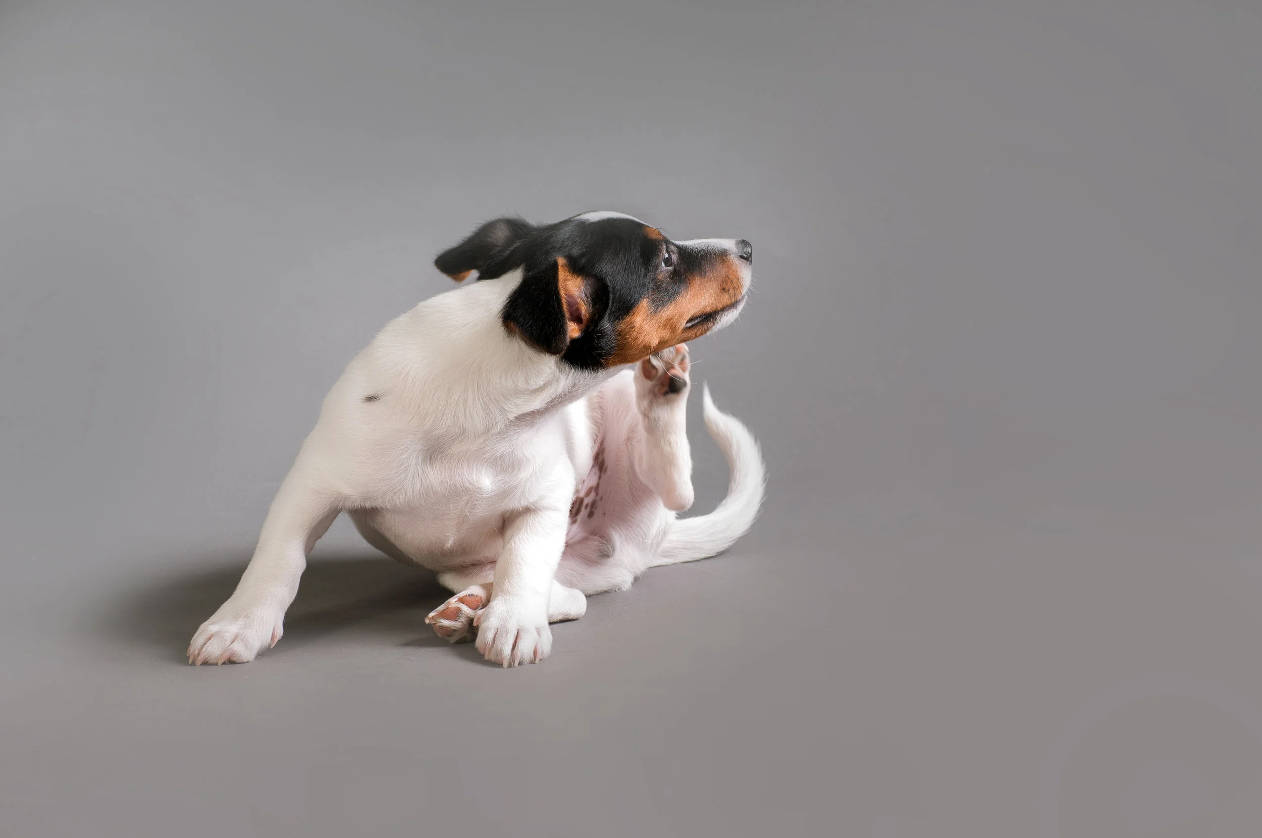 itchydog.jpg