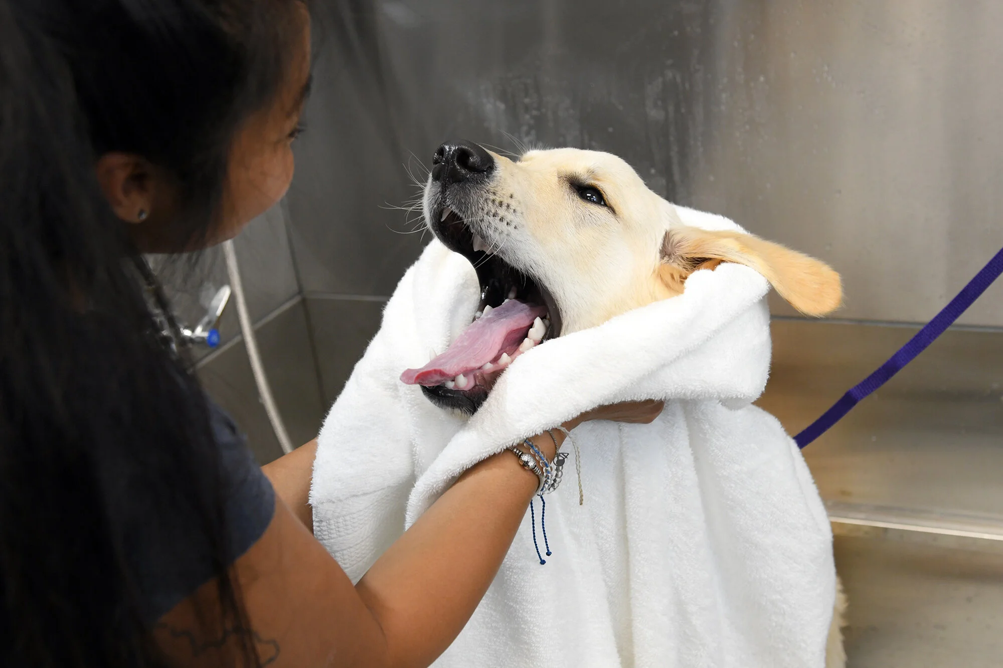 Dog Blog — Dog Washing and Grooming Scenthound