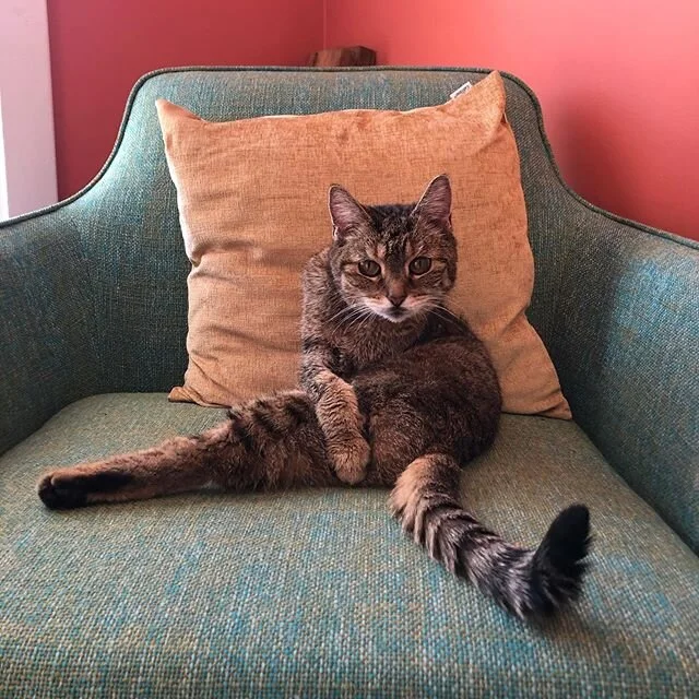 Classy ol lady. #lucycat #18yearsold