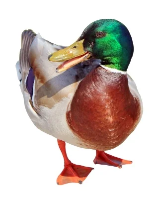 cutcaster-902718408-Male-mallard-duck-chatting-small.jpg