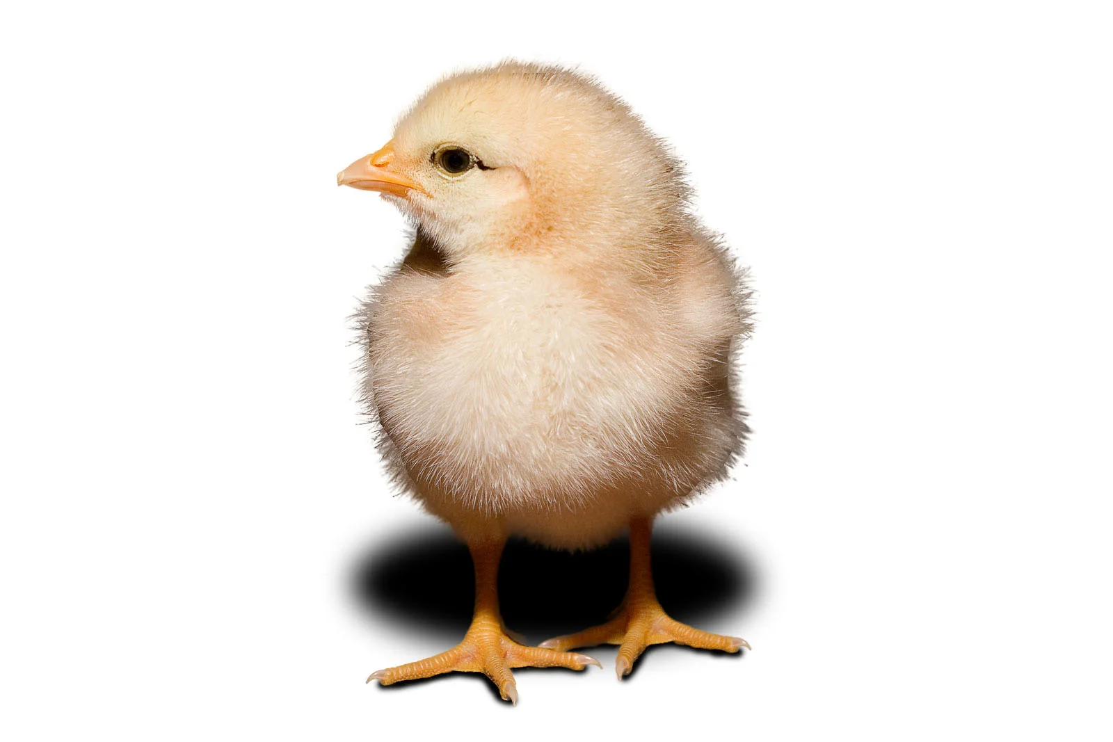 Day_old_chick_white_background.jpg