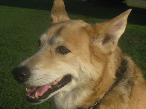 Rocky- My neurotic dog