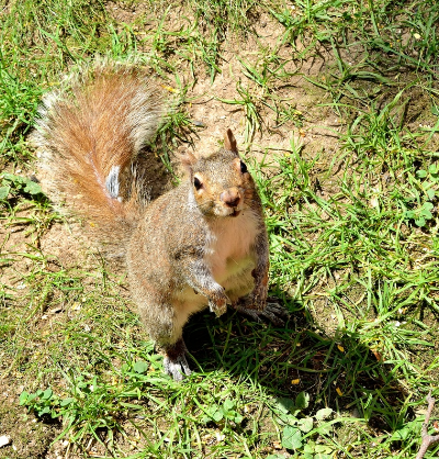 cutcaster-903383747-Squirrel-small.jpg