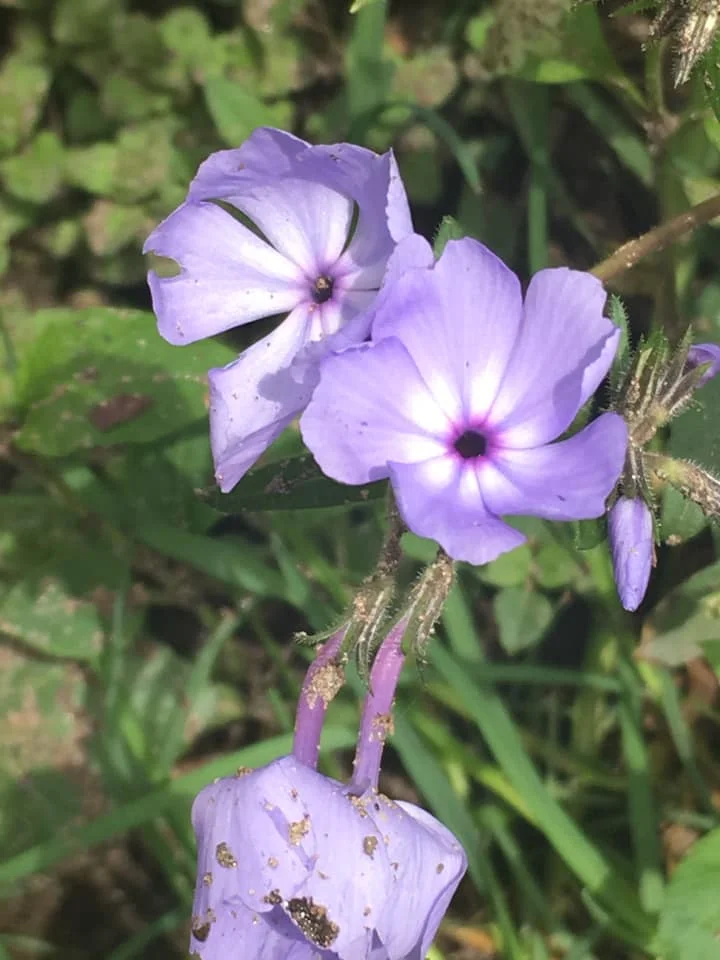 Just one of the amazing wildflowers in the Smokies!