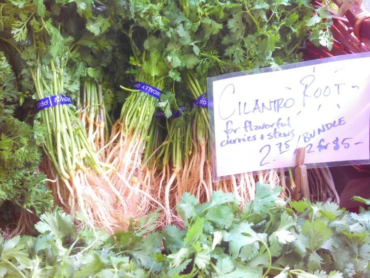 Cilantro Roots