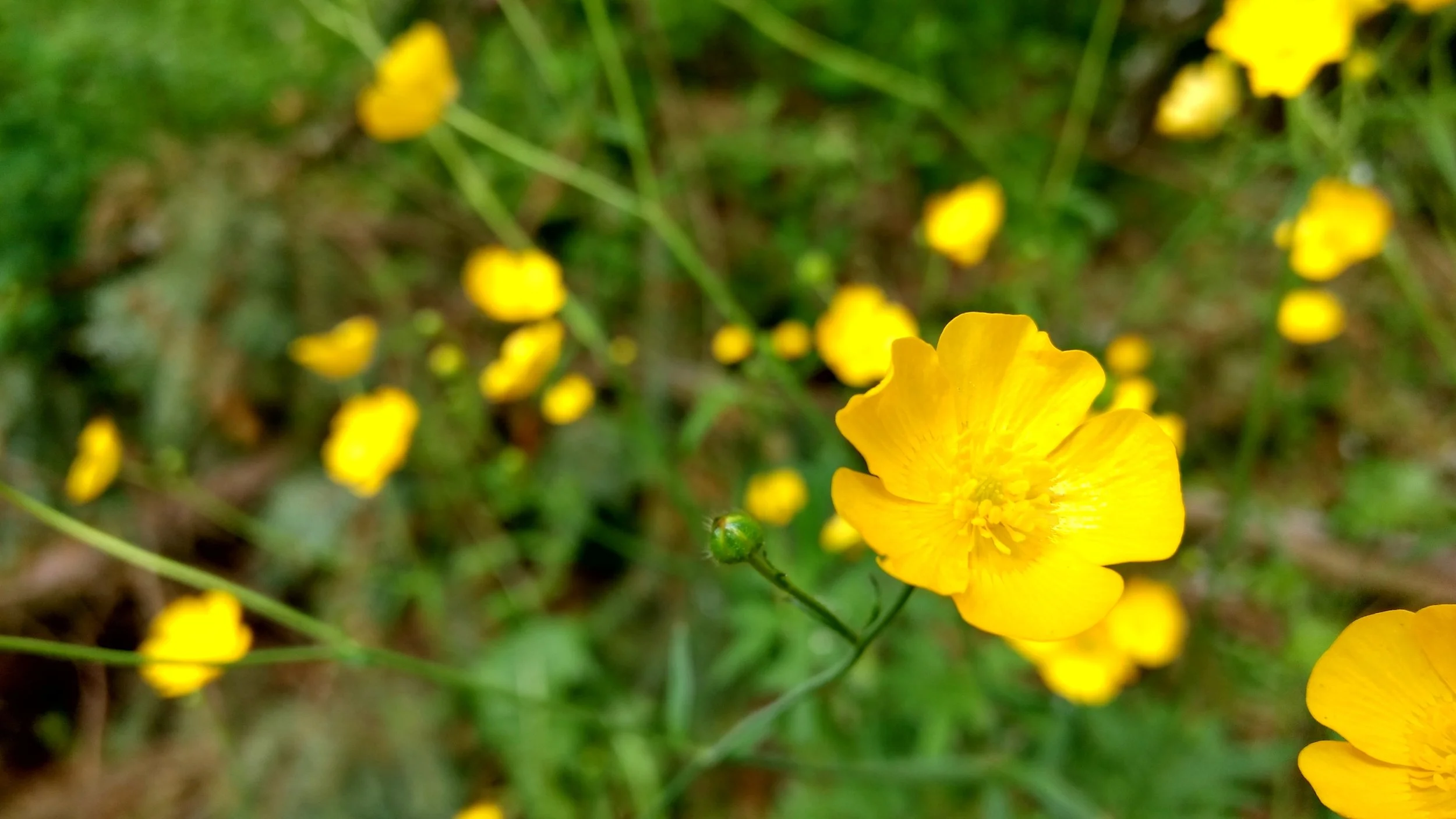 buttercups.jpeg