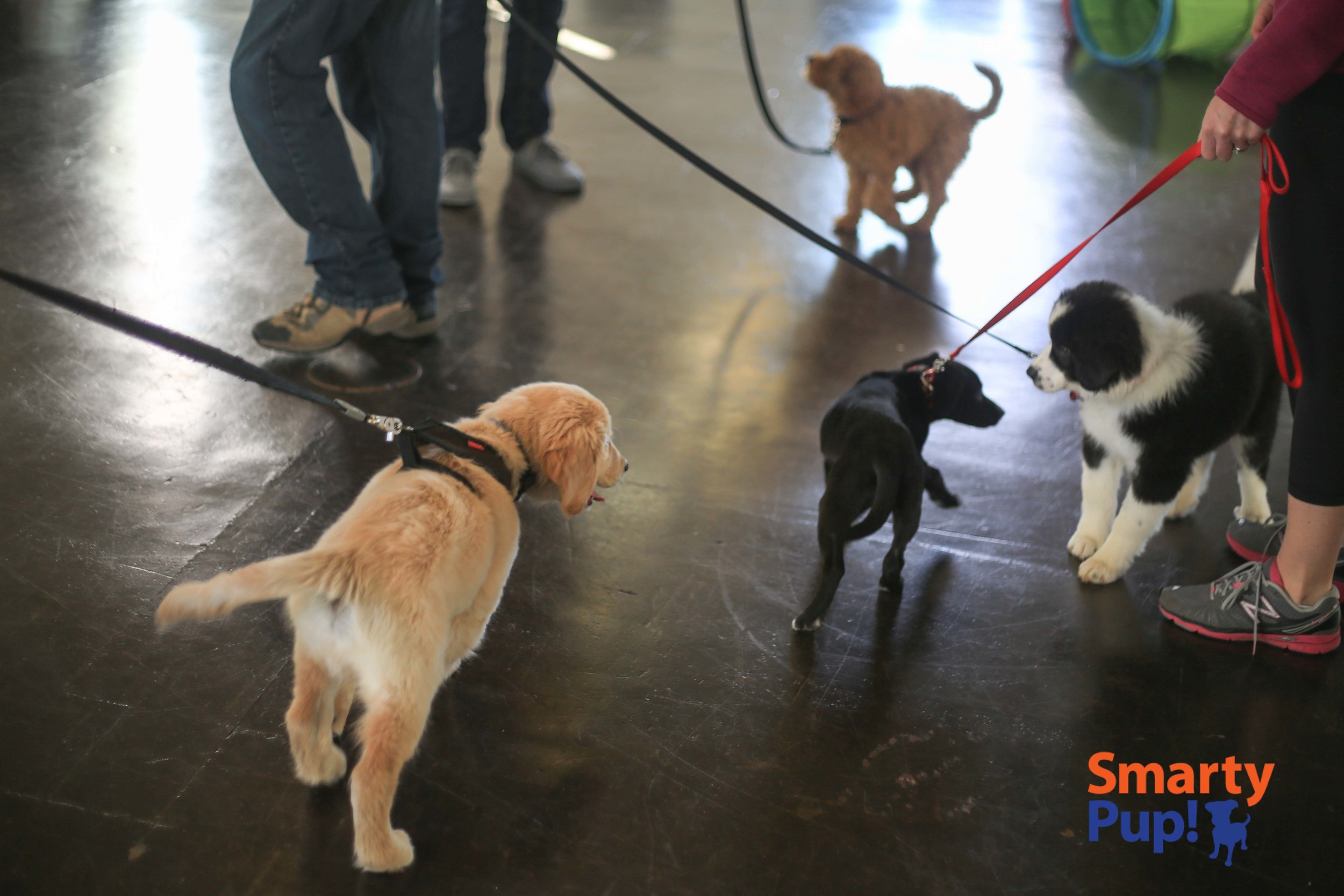 Puppy Socials SmartyPup Puppy socials smartypup