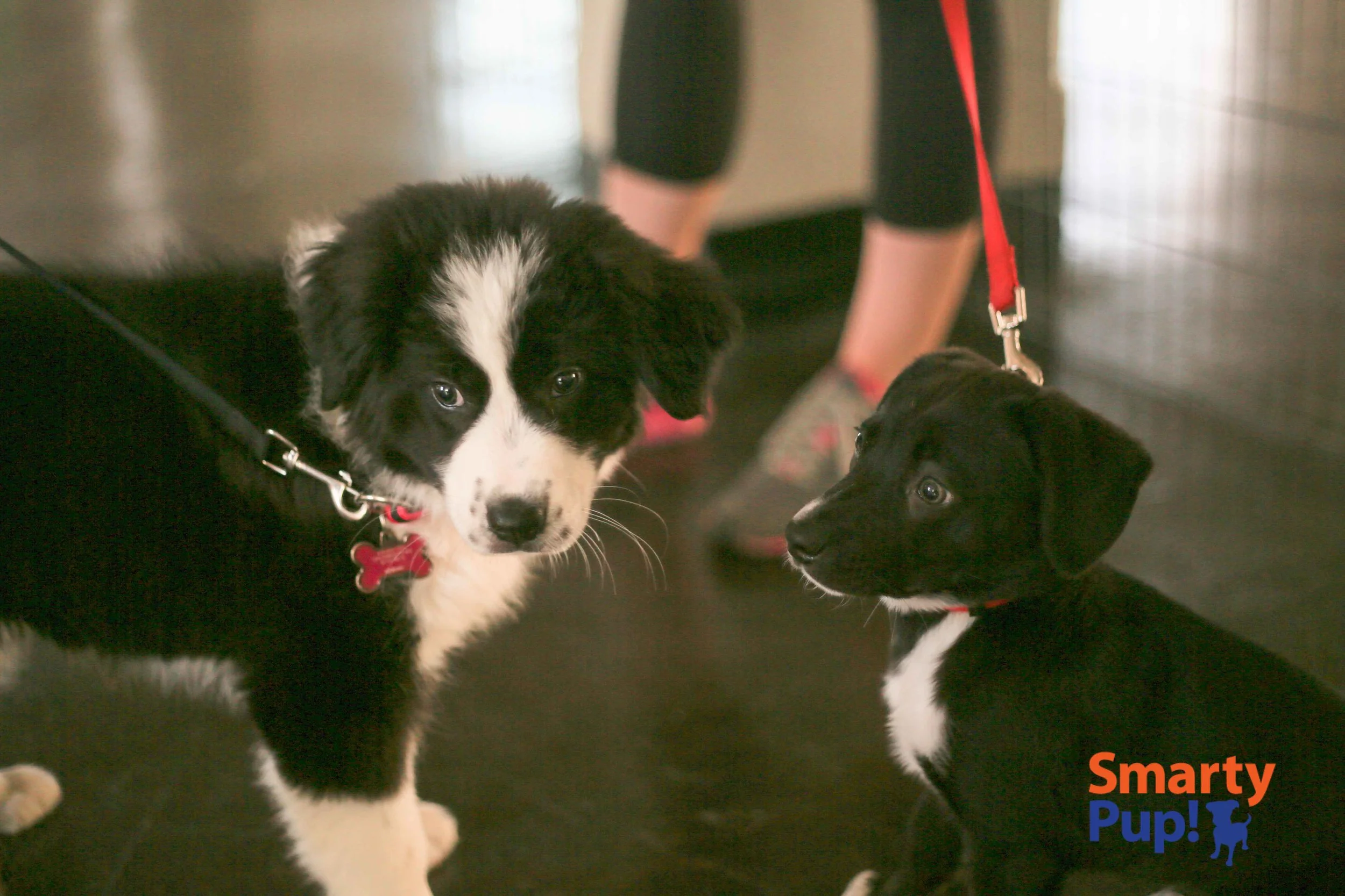 Missy and Darby