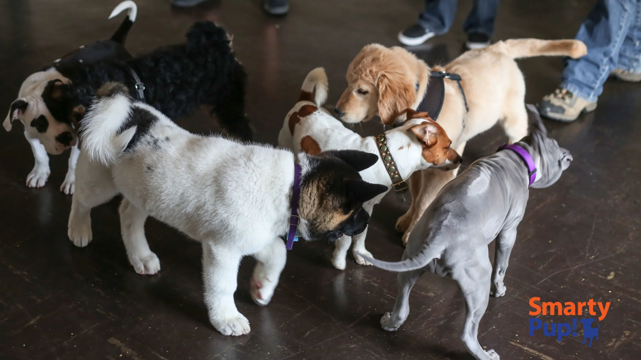 puppy-piles-2104-03-08-0976.jpg