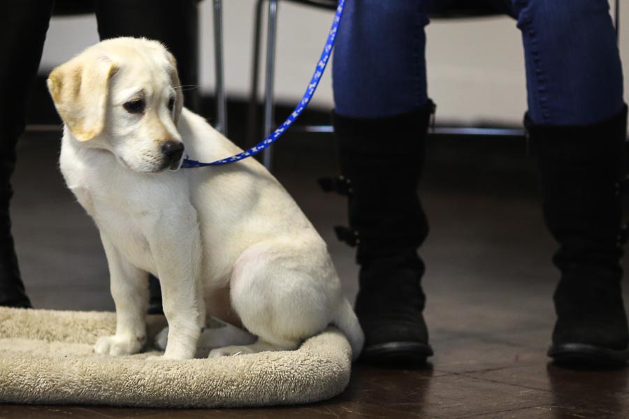 lab-puppy-on-leash.jpg