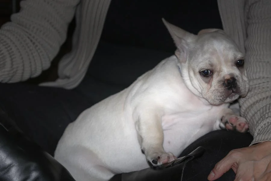 timid-pup-frenchie.jpg