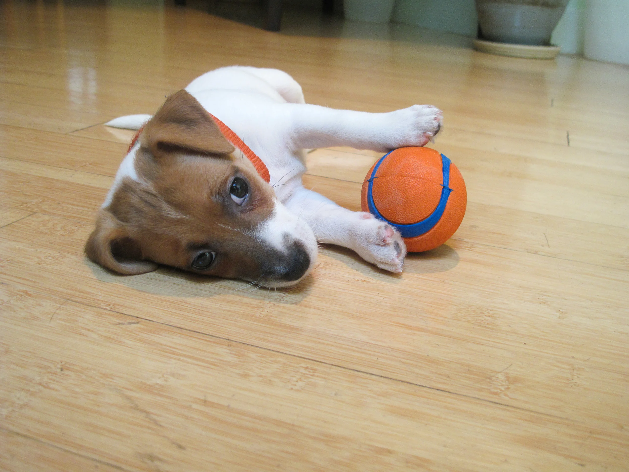 Smarty-baby-orange-ball-2.jpg