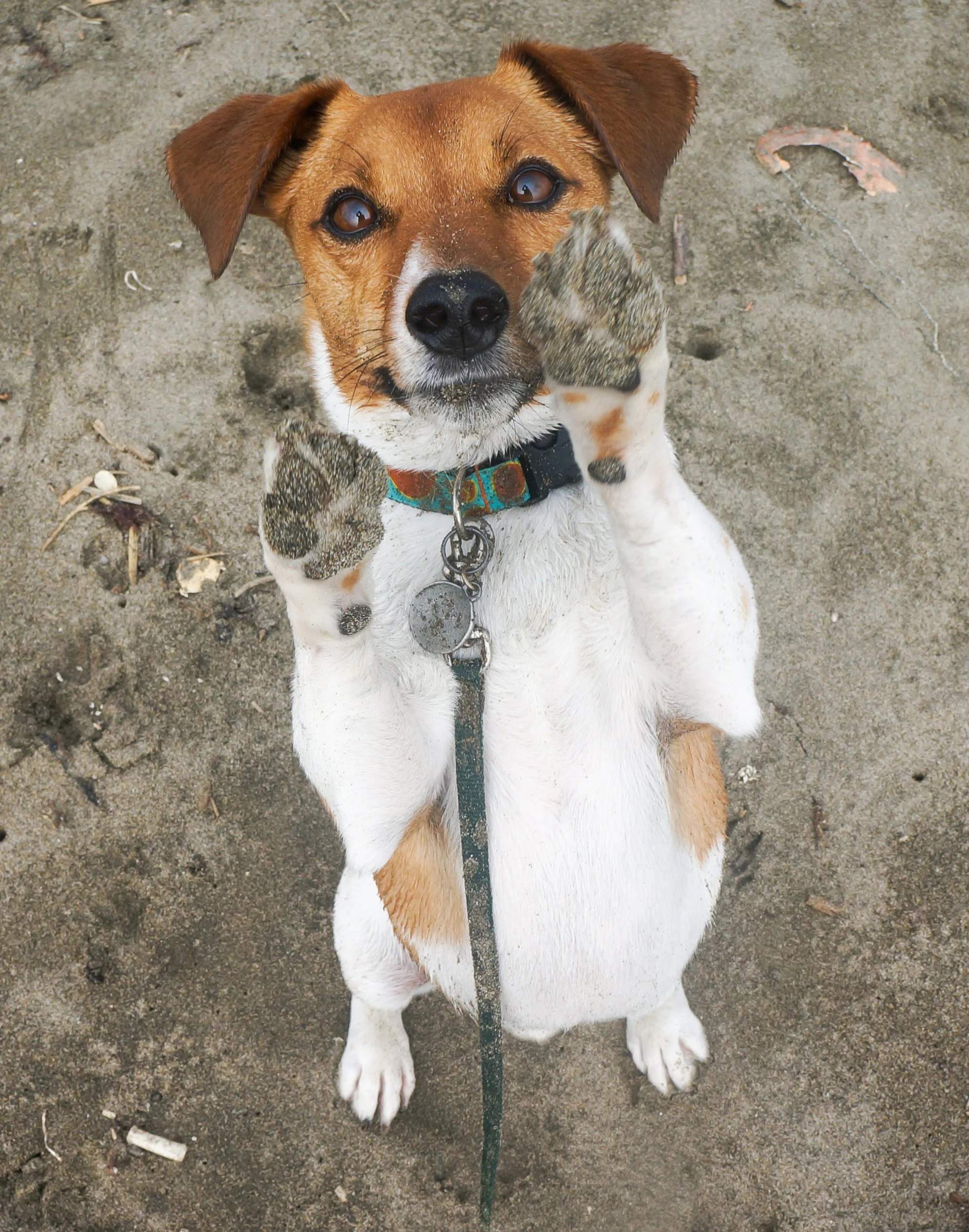 Rupert-sit-up.jpg