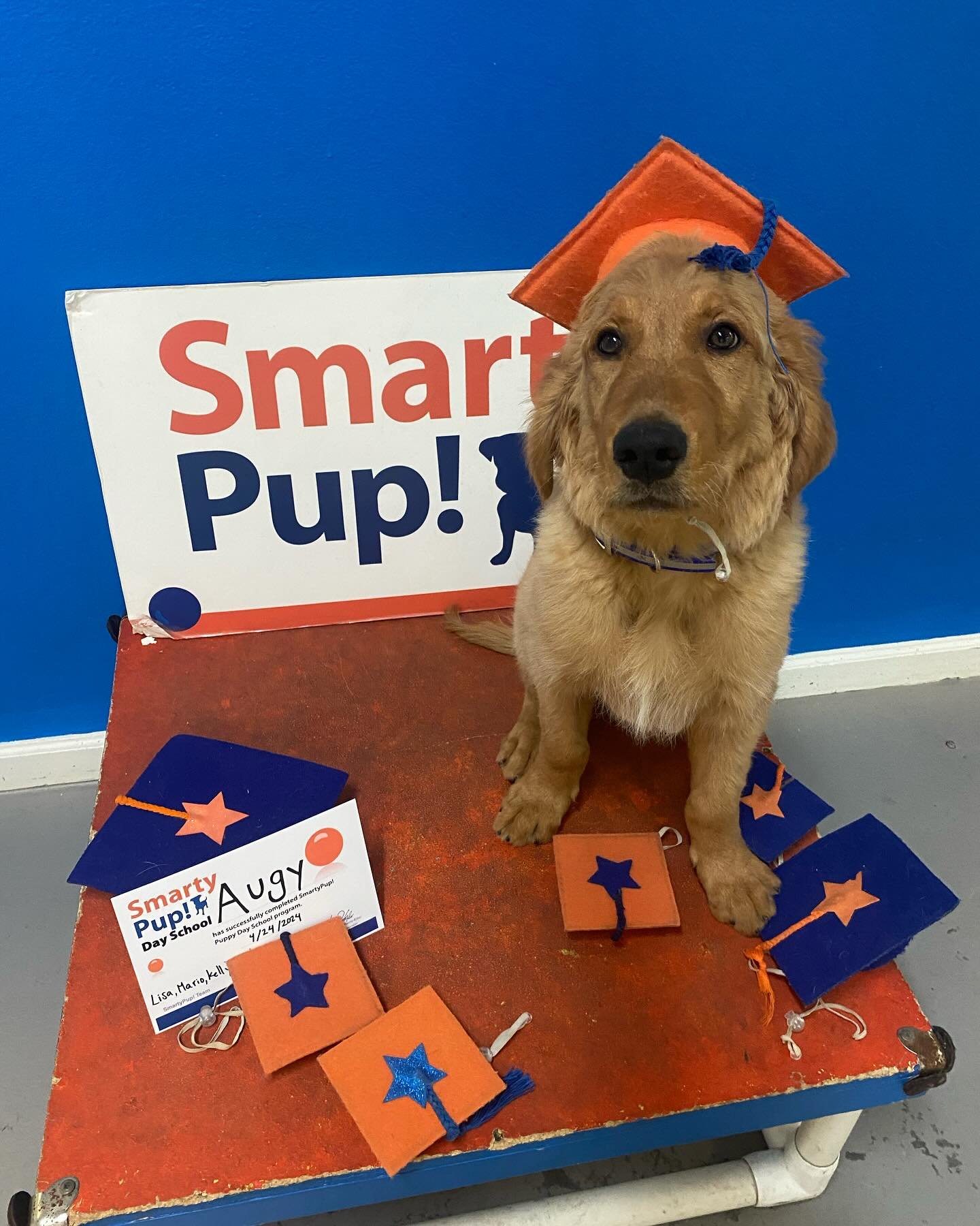 Our grad today is Augy the #goldenretriever! 🐾🐶🎈👏&hearts;️ We&rsquo;re proud of you AUGY! Swipe to see his &ldquo;drop&rdquo; skills! #smartypup_sf #puppyschool #puppytraining