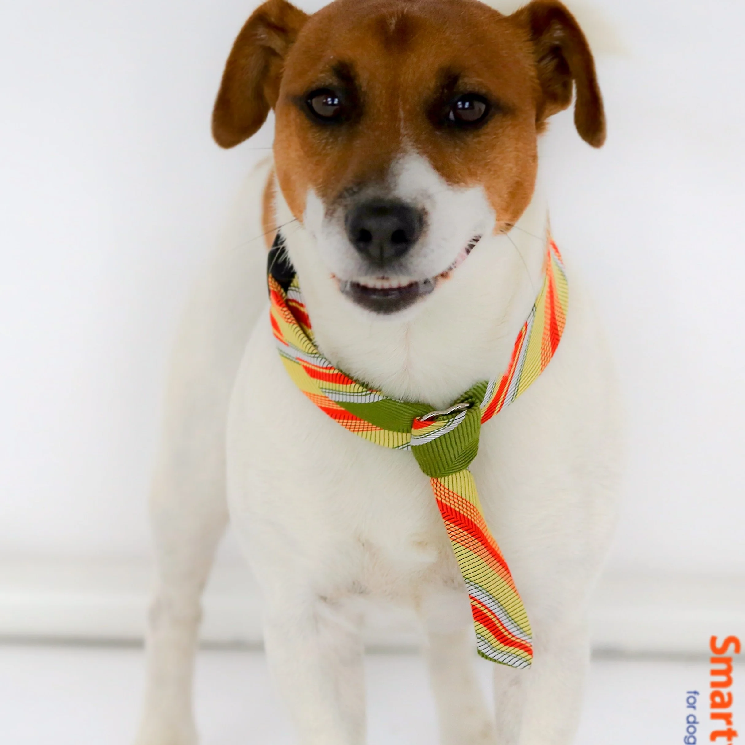 SmartyPup!
