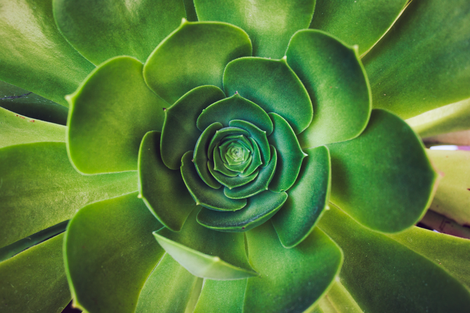Green Succulent