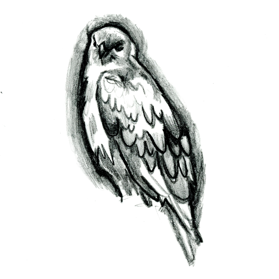 gemsea_sketch_hawk_960.png