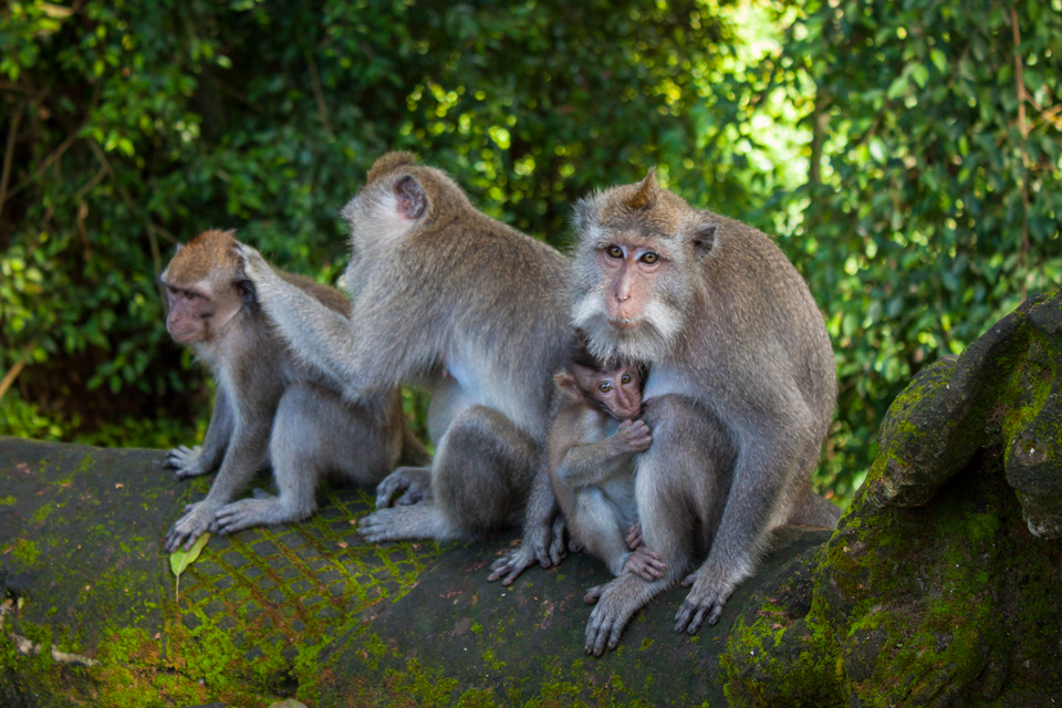 Monkey Temple Family
