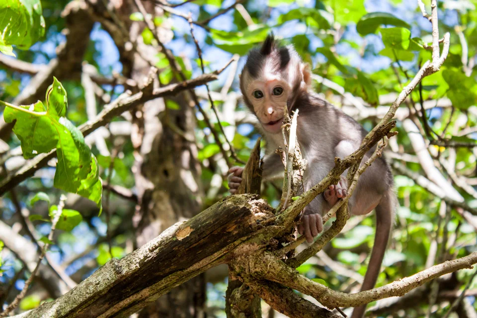 Baby Monkey