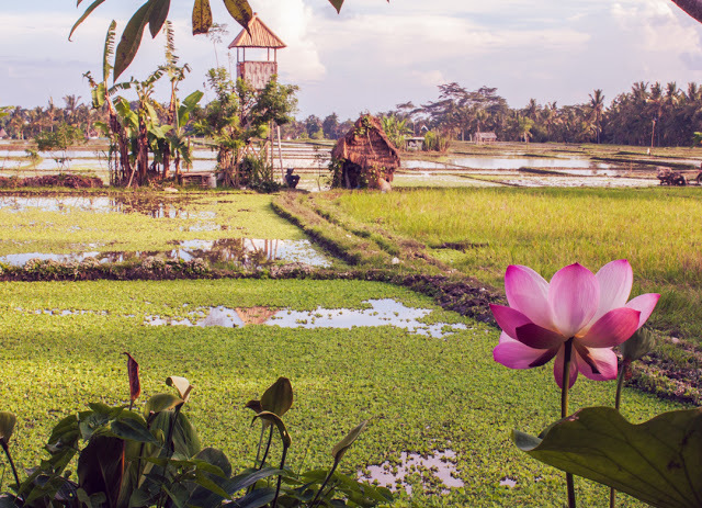 Our view upon arrival to Ubud while eating a late lunch. 
