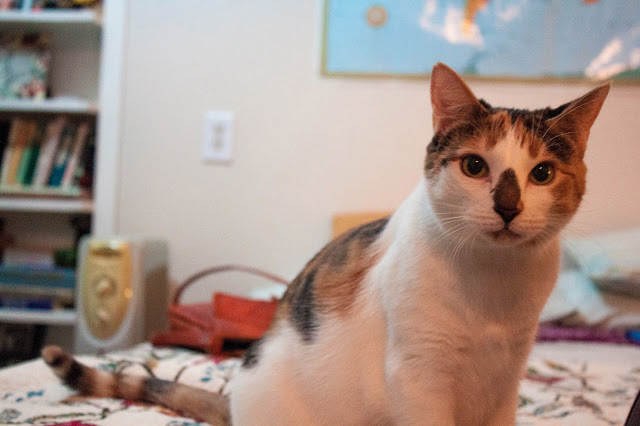Diana our resident Kitty