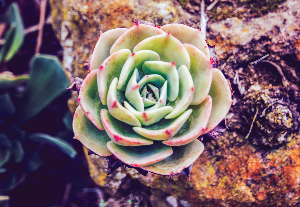 Gemsea_succulent_lotusland_960.png