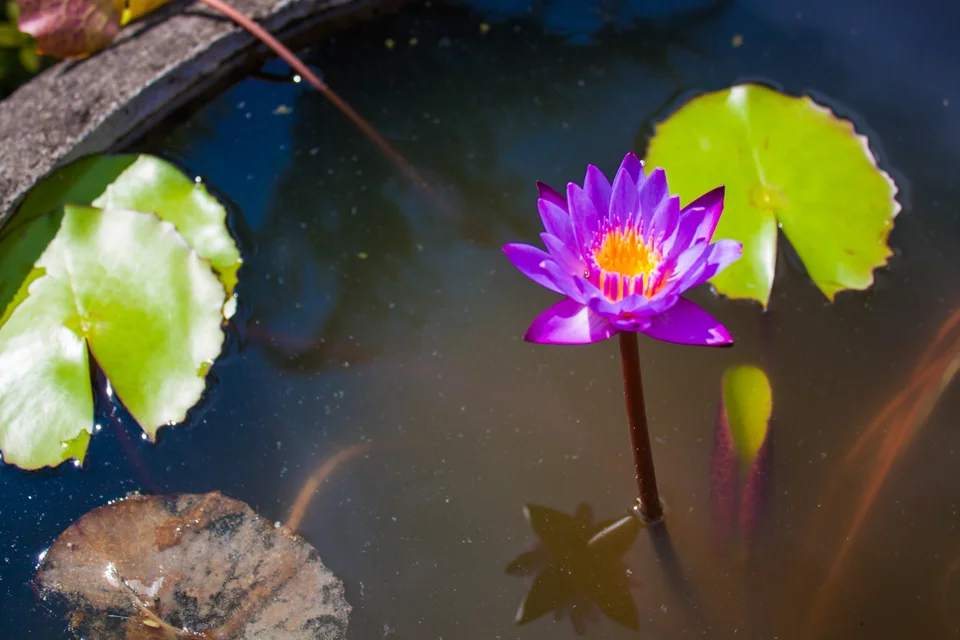 bali_lotus_gemsea.jpg